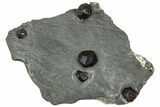 Plate of Five Red Embers Garnets in Graphite - Massachusetts #313544-1